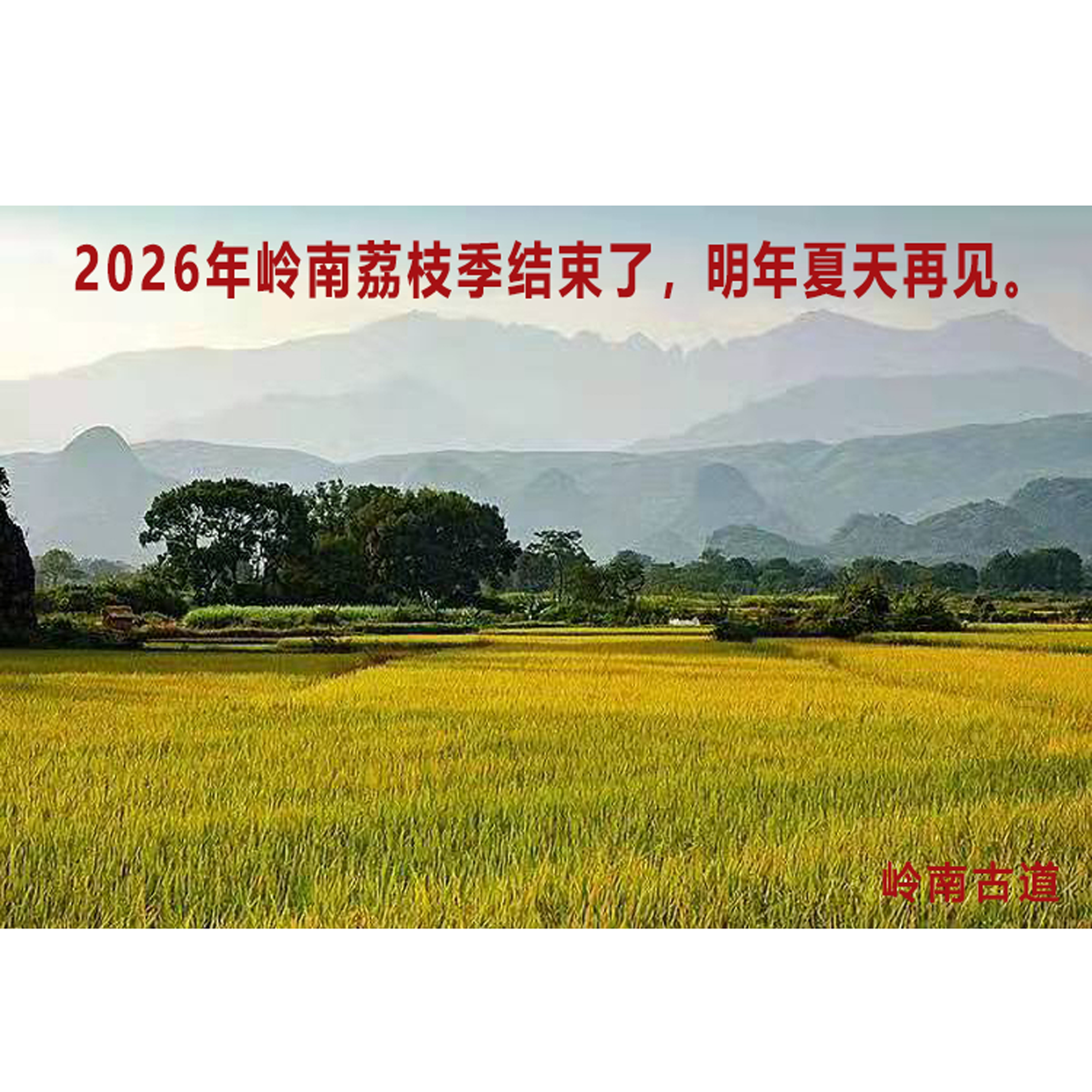 岭南新鲜荔枝香甜小核水果广东特荔枝