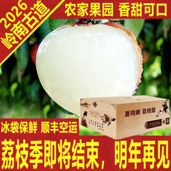 岭南高山晚熟荔枝新鲜老树大王箱礼盒顺丰空运深圳南山岭南古道