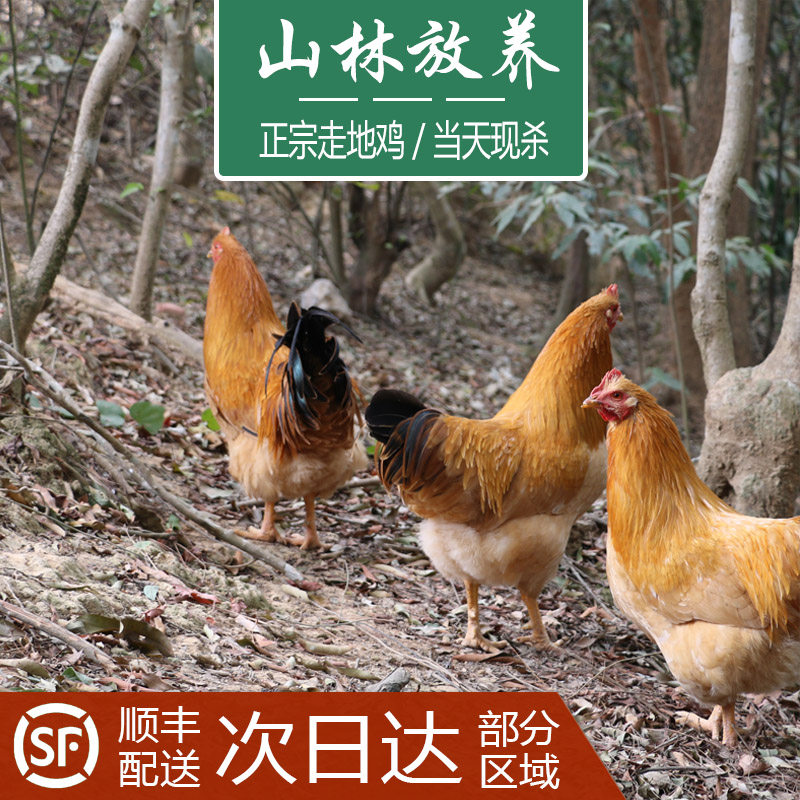 公鸡正宗阉鸡湛江三黄鸡信宜走地鸡茂名农家散养生鲜整鸡新鲜现杀,水产肉类/新鲜蔬果/熟食,整鸡/整鸡制品,淘宝优惠券,粉丝福利购,淘宝优惠卷