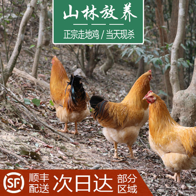 散养公鸡走地鸡大阉鸡茂名白切鸡