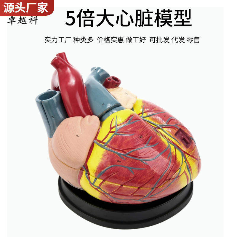 5倍人体心脏模型可解剖人体内脏系统心内科心脏教学模型拆装医学