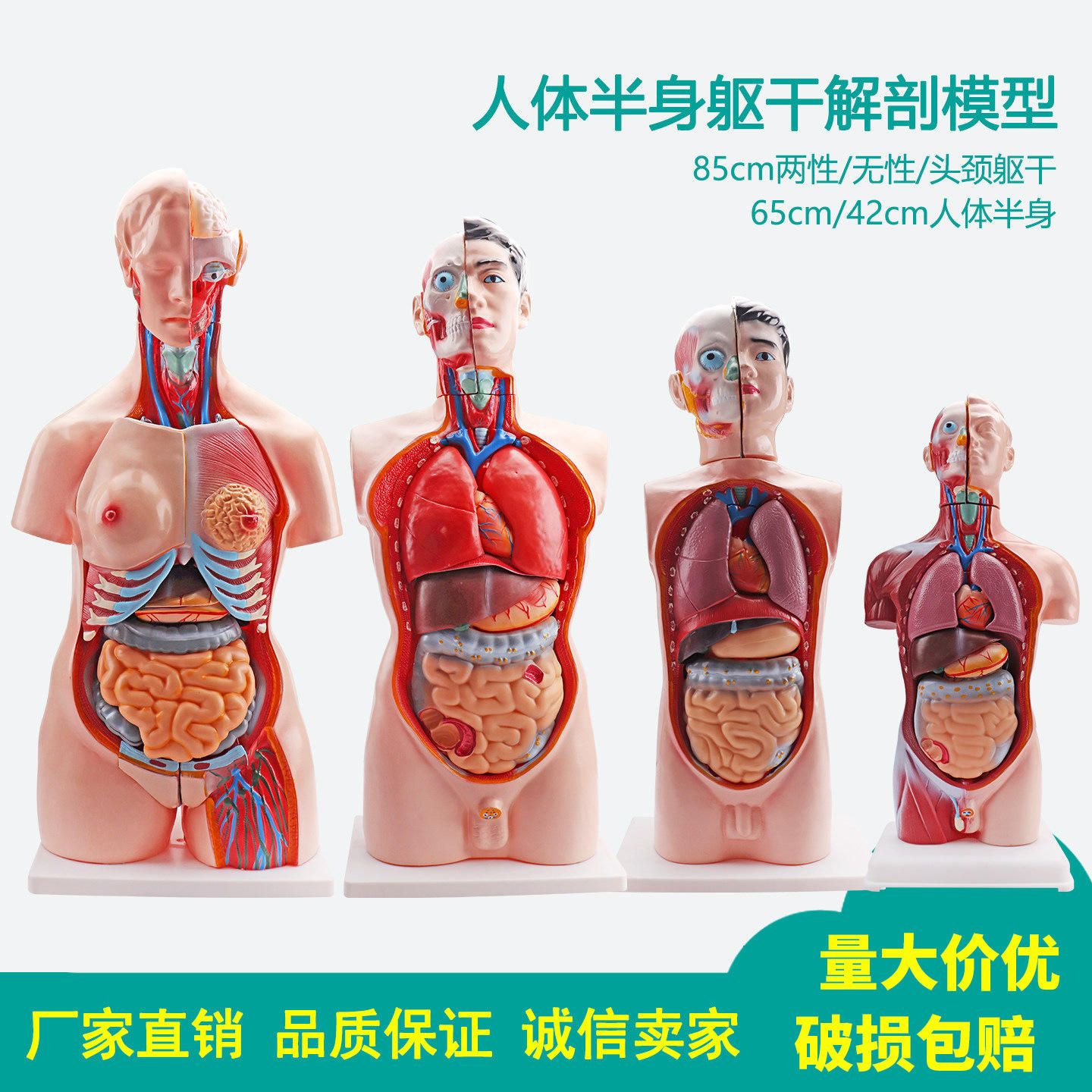 教具人体头颈躯干内脏器官心脏解剖结构模型初中生物教具消化系统