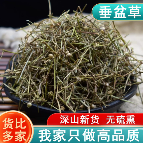 垂盆草中药材500g干货泡茶正宗药食用垂盆草干垂盆草非野生锤盆草