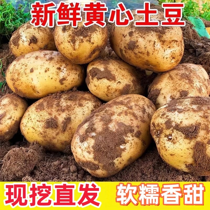 今年小土豆农家自种马铃薯新鲜蔬菜面土豆黄心黄麻子土豆洋芋包邮