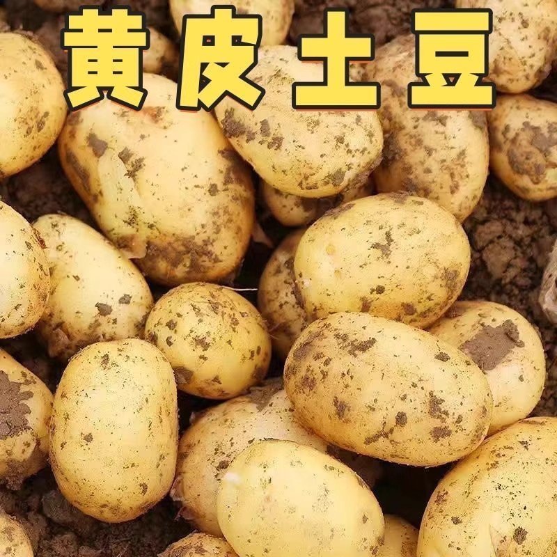 2025土豆黄心洋芋马铃薯新鲜高山农家现挖粉沙面黄心土豆当季蔬菜
