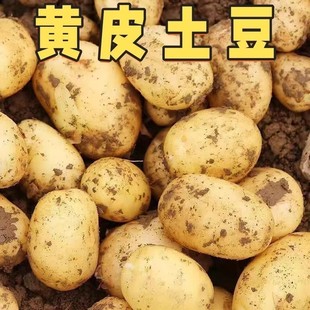 2025土豆黄心洋芋马铃薯新鲜高山农家现挖粉沙面黄心土豆当季 蔬菜