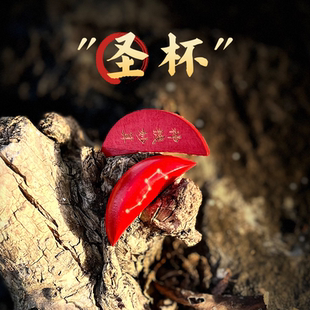 道文创刘伯温故居联名圣杯茭杯圣杯卦圣卦阴阳卦杯神机妙算