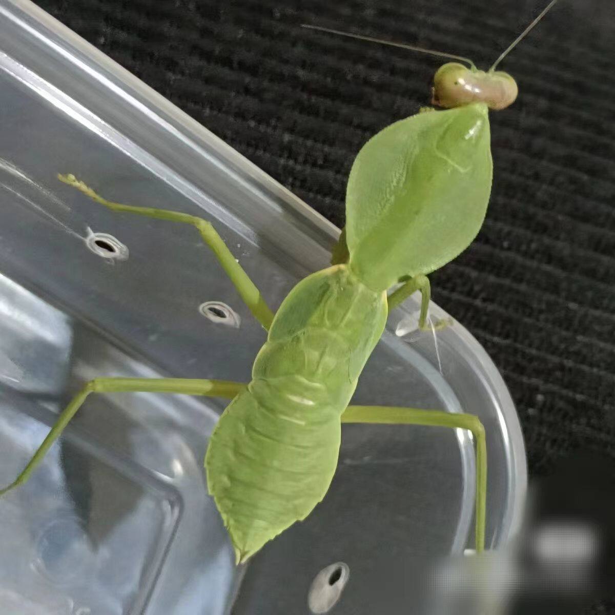 状盾螳螂幼虫学生礼物宠物圆盾螳螂儿童宠物活虫桌面科普昆虫包活