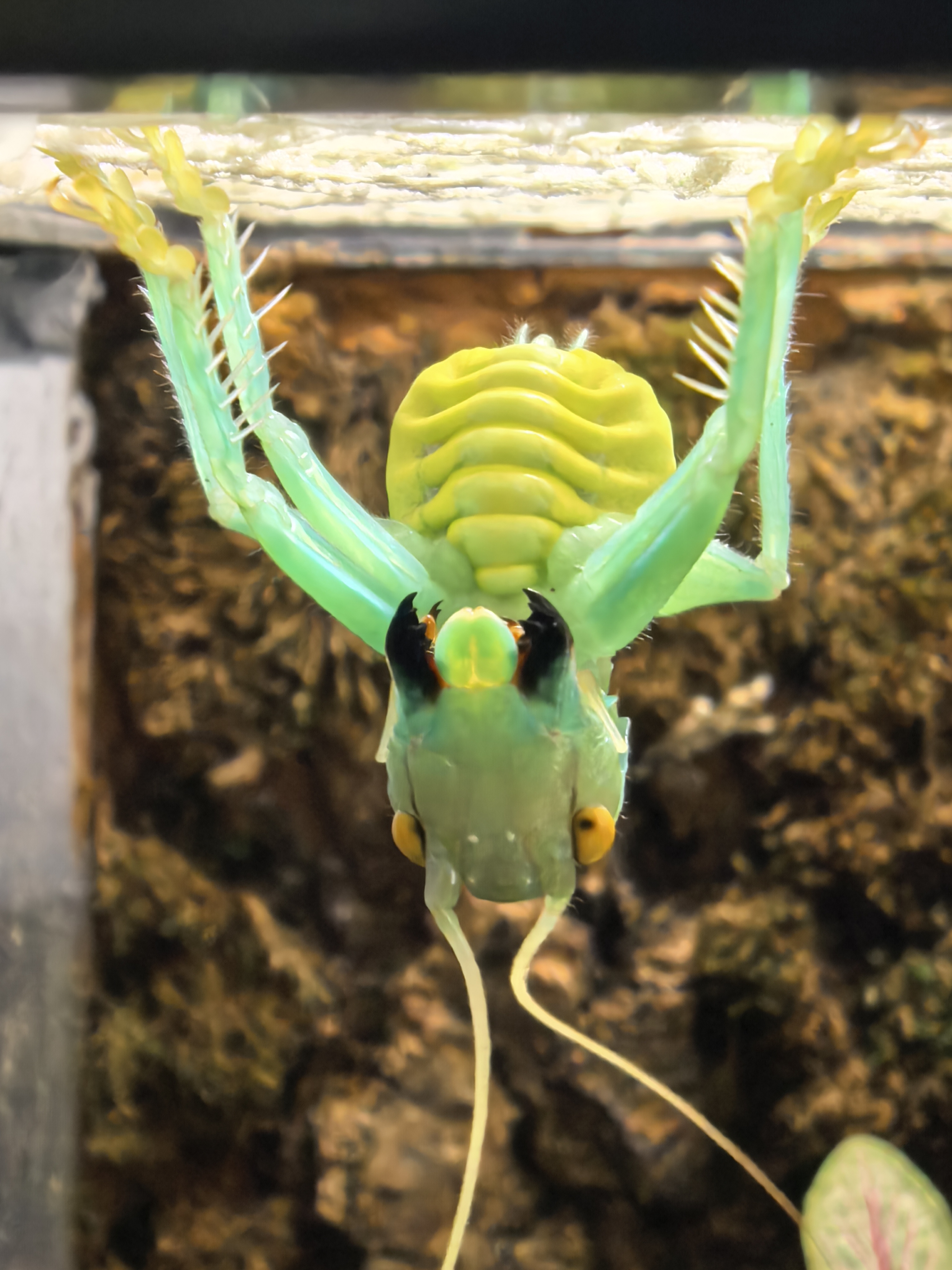 过马山优蟋螽幼虫迪迦奥特曼真蟋螽凶猛昆虫大型螽斯桌面宠物包活