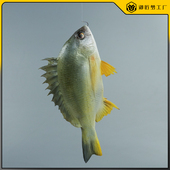仿真黄鳍鲷黄翅鱼模型假金线鱼黄脚立直播摆件海洋生物教学道具
