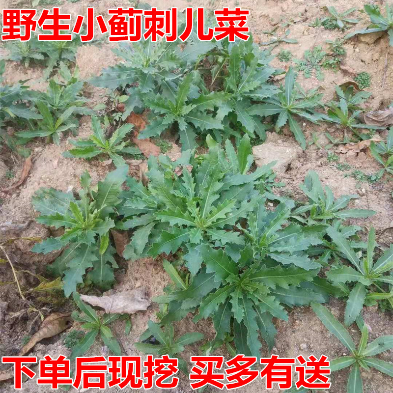 野生新鲜流鼻血刺儿菜