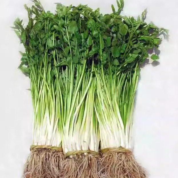 新鲜水芹菜 食用芹丫春季新鲜蔬菜小叶农家野菜 500g（带根发货）,水产肉类/新鲜蔬果/熟食,其它,淘宝优惠券,粉丝福利购,淘宝优惠卷