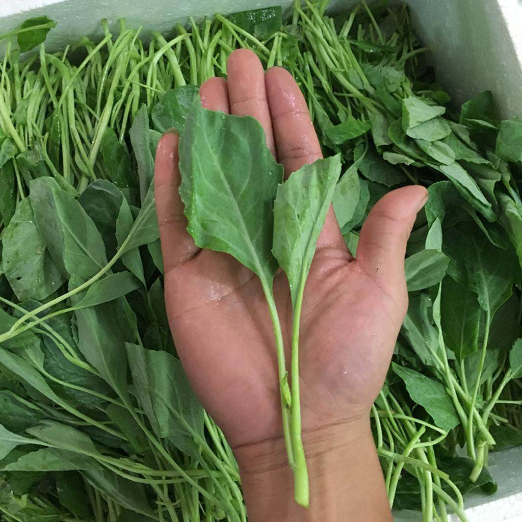 8090 新鲜蔬菜芥兰苗 小芥蓝苗 小芥兰 小芥蓝 芥蓝苗 500g