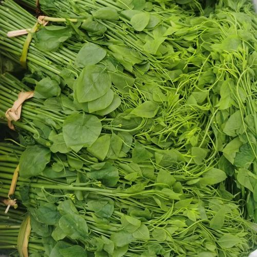 新鲜辣木苗500克新鲜蔬菜姑娘菜酒店特菜野菜赤苍藤龙须菜