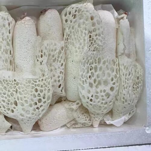 竹荪菌顺丰包邮当天采摘