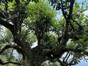 2023年-云南麻栗坡老山古树茶-纯料357克-生普茶饼