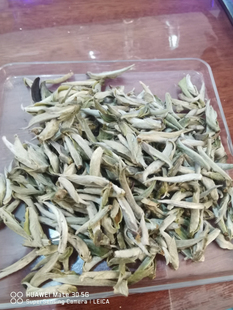 2023春-云南麻栗坡老山古树茶-野生芽苞