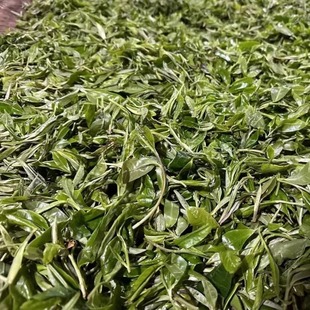 2025春-云南麻栗坡老山古树茶-野生茶