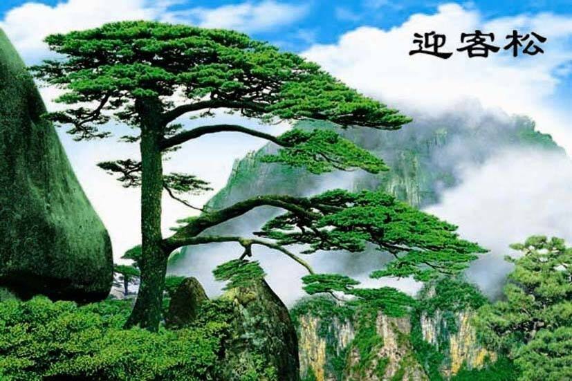 风景黄山迎客松画不带水迎客松客厅家居墙画装饰画印刷画包邮,家居饰品,现代装饰画,淘宝优惠券,粉丝福利购,淘宝优惠卷