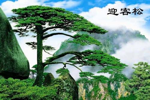 风景黄山迎客松印刷画包邮