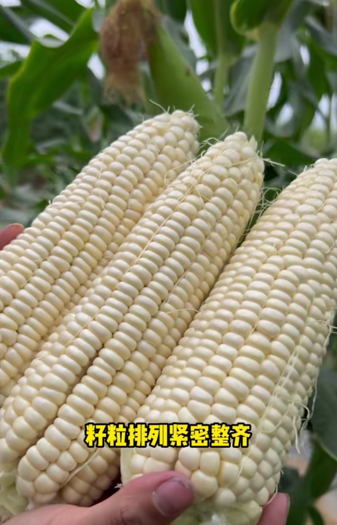 农村老品种白糯玉米种子四季种籽阳台盆栽蔬菜种子籽苗可自留&prime;种