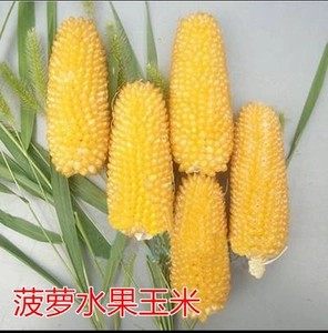 可生食观赏迷你菠萝玉米种子四季阳台盆栽草莓玉米种孑蔬菜种子苗