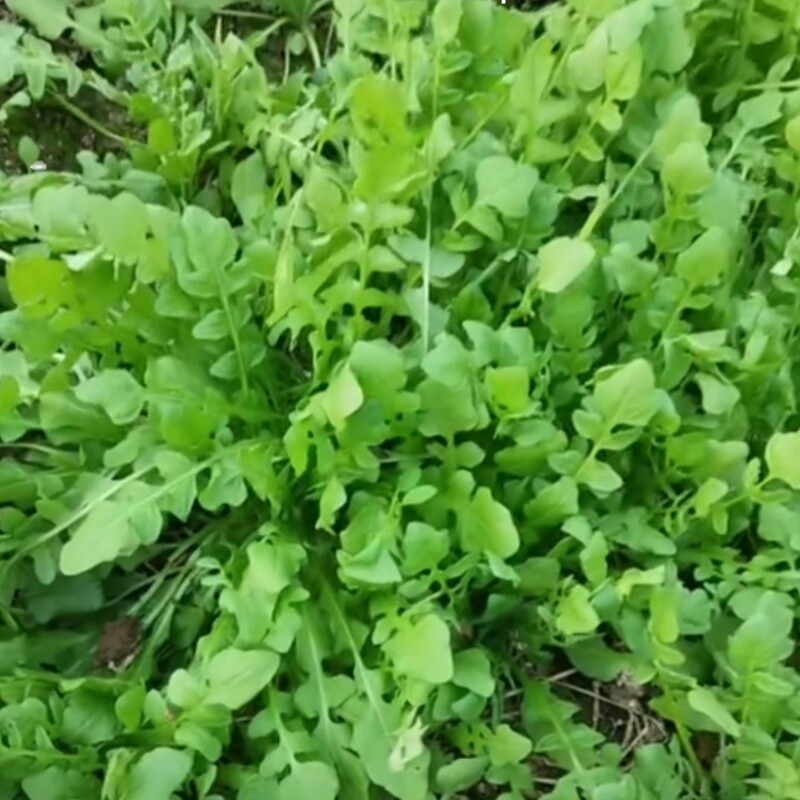荠菜种子蒲公英种籽荠荠菜种籽四季阳台盆栽菜种青菜蔬菜种孑农家