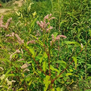 辣蓼草种子苗辣马蓼辣椒草制作酒曲草饼药草庭院阳台盆栽种子苗