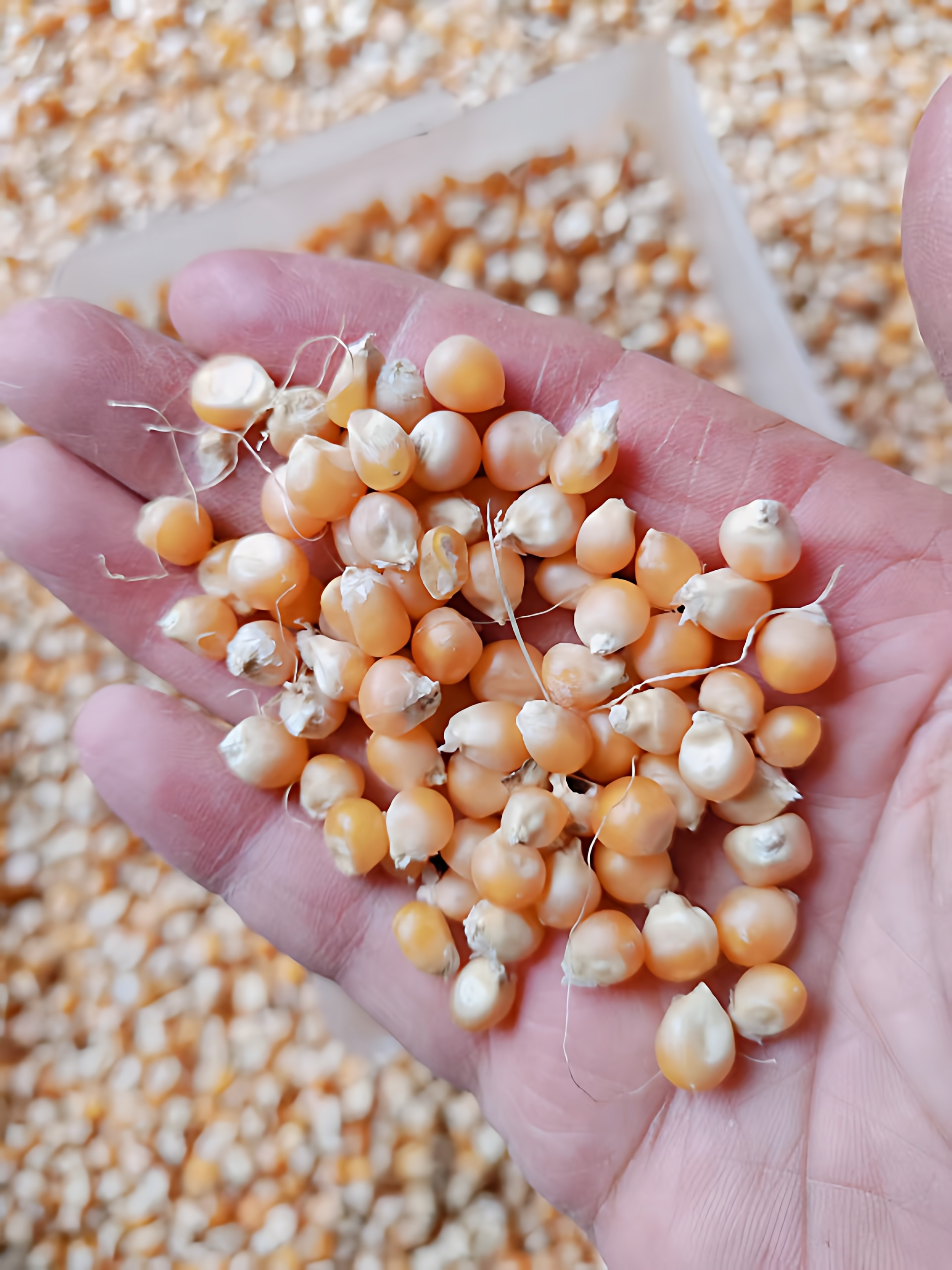 爆花玉米种子爆裂球形爆米花春季秋季阳台小菜园菜种籽孑蔬菜种子