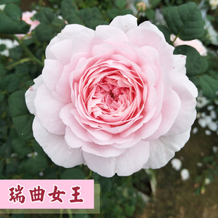 欧月瑞典女王月季花大苗灌木藤本花浓香玫瑰花苗庭院阳台盆栽植物