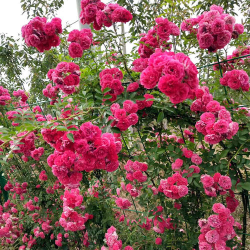 黄色爬藤植物庭院盆栽木香花苗