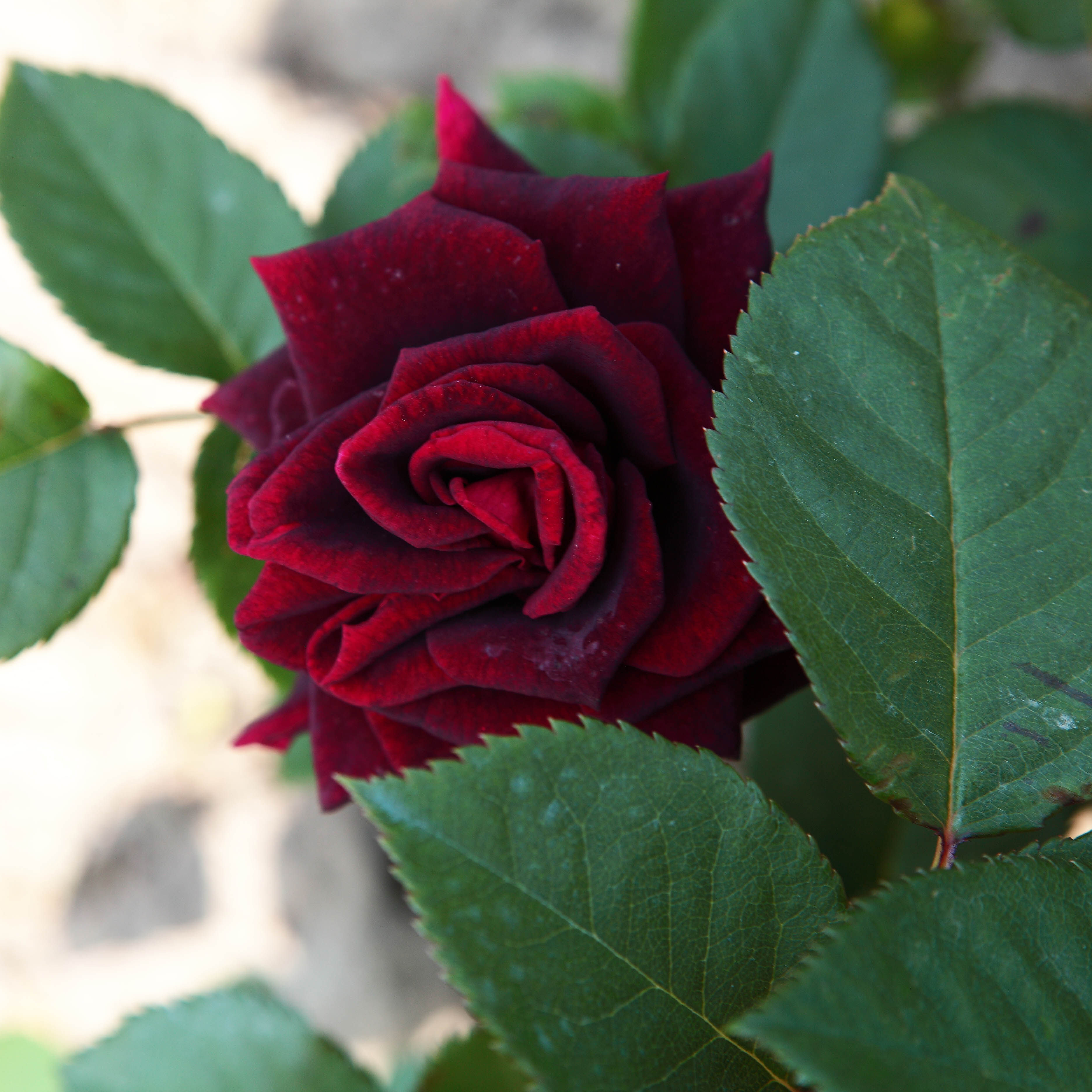 精品玫瑰花苗 黑巴克 黑夫人 欧月切花月季花苗 庭院盆栽植物花卉