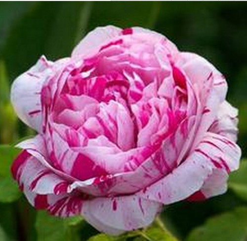 月季花苗节日礼花别名抓破美人脸灌木庭院花园阳台盆栽花卉绿植