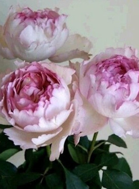 繁华都市灌木浓香庭院盆栽花卉