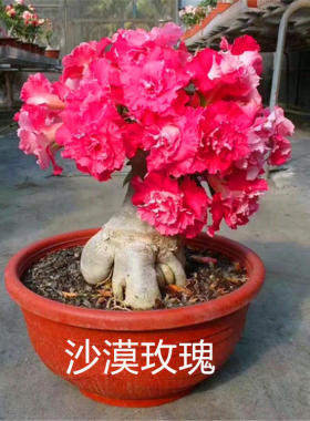 沙漠玫瑰盆栽室内绿植花卉盆景