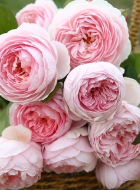 多花藤本月季经典杰夫庭院