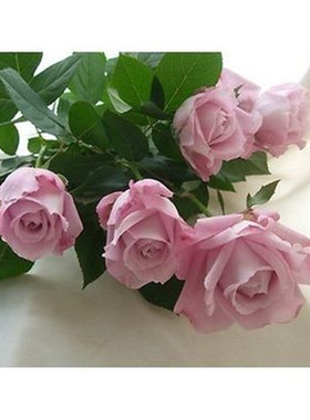 庭院植物欧月杯状蓝眼大花华丽