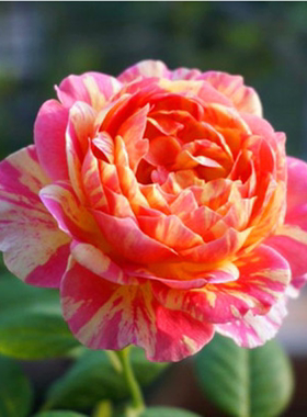 阳台复色条纹月季莫奈灌木多头