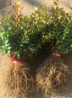 小叶黄杨庭院金边冬青