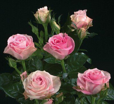 诗人柯德娜 复古色大花微型月季花苗勤花庭院阳台盆栽绿植物花卉