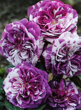 灌木多头芬芳宝石经典花期盆栽