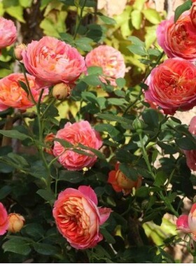 欧月花苗藤本月季 浪漫宝贝 黄色橙色 庭院阳台盆栽植物花卉月季