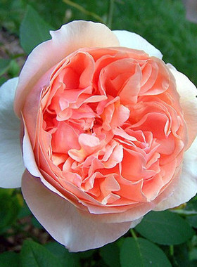 庭院植物直立阳台花卉灌木盆栽