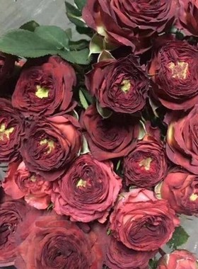 庭院阳台微型切花盆栽巧克力香味