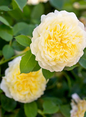 欧月阳台藤本蔷薇朝圣者粉色宝石