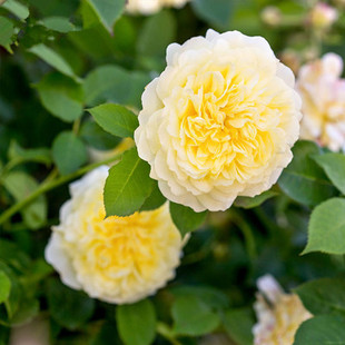 欧月阳台藤本月季花蔷薇苗 朝圣者天路 粉色龙沙宝石庭院盆栽花卉