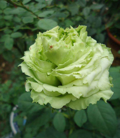 重瓣月季花苗绿云绿星稀少品种正品实物室内装饰庭院盆栽地栽玫瑰