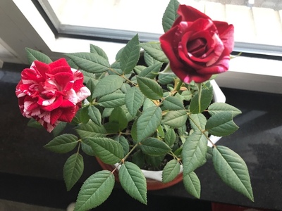 宝石系列 吉吉 庭院阳台月季大花条纹灌木微月植株矮小丰花型花苗