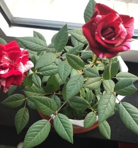 庭院阳台月季大花条纹灌木微月