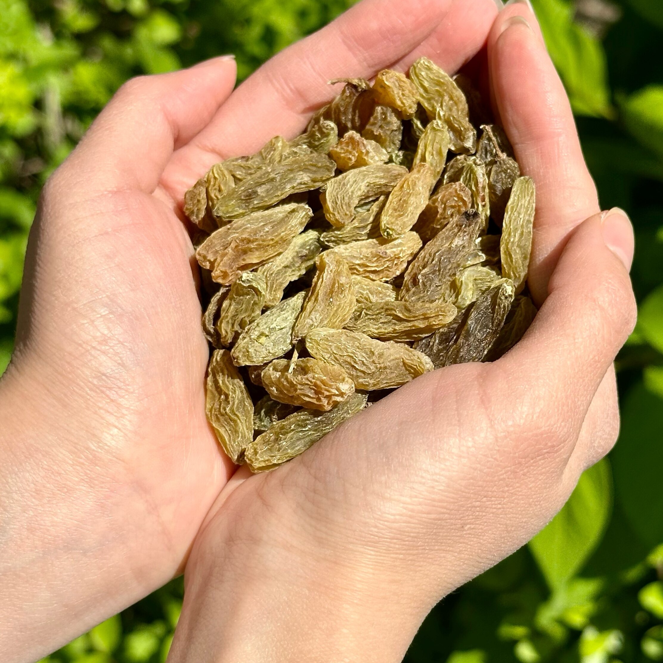 新疆吐鲁番绿香妃葡萄干（大果）无熏硫自然风干旅游伴手礼特产